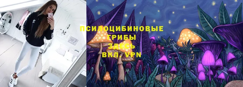 Псилоцибиновые грибы Cubensis  Павлово 